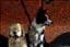 Working-dogs