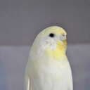 swebudgies